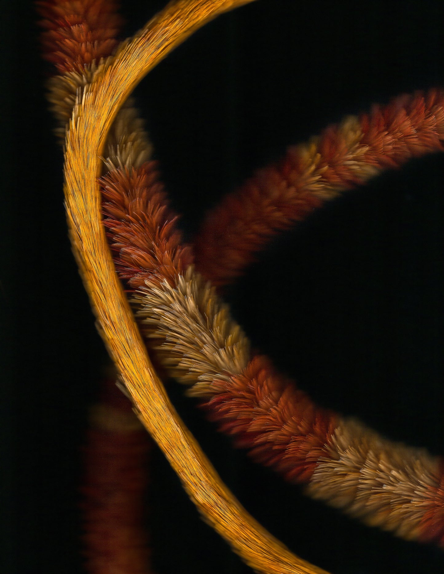 KA PO: LEI HULU SCANS 7